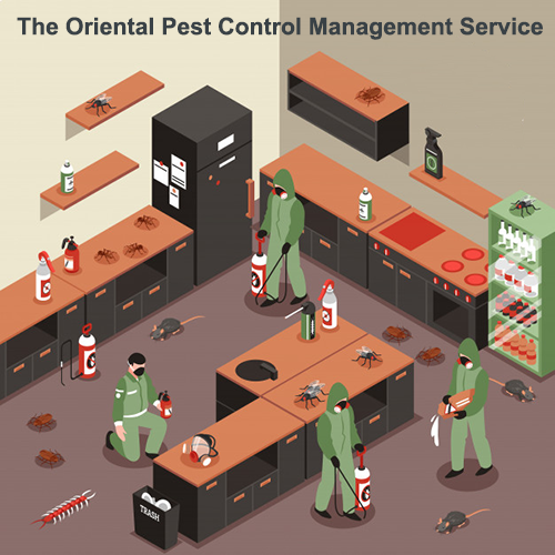 Pest Control in Boriwali Pest Control in Boriwali
