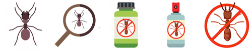 Pest Control in Borivali