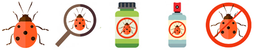 Pest Control in Borivali